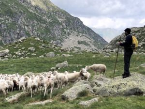 Un berger et ses brebis en Couserans Pyrénées