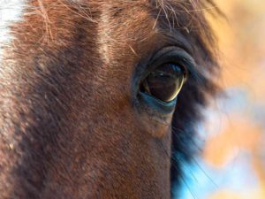 L'oeil d'un cheval
